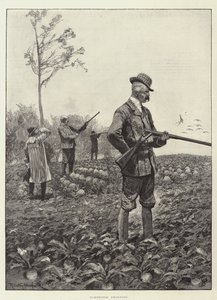 Partridge Střelba